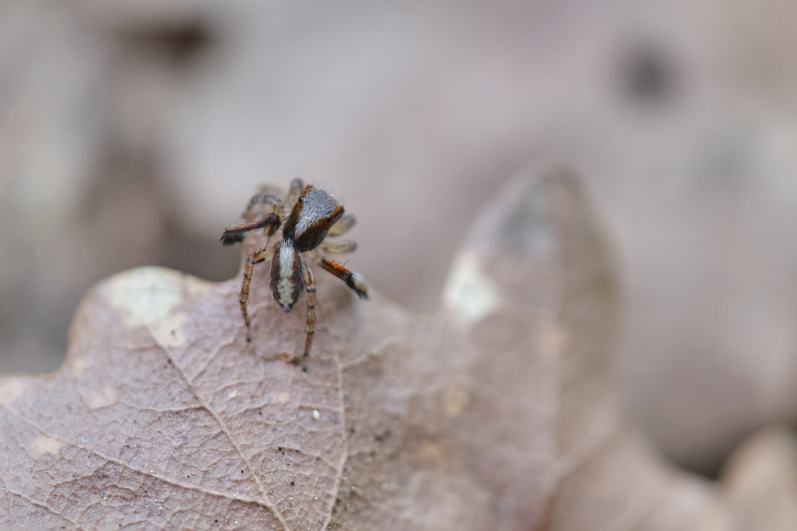 Saitis barbipes male on a leaf
